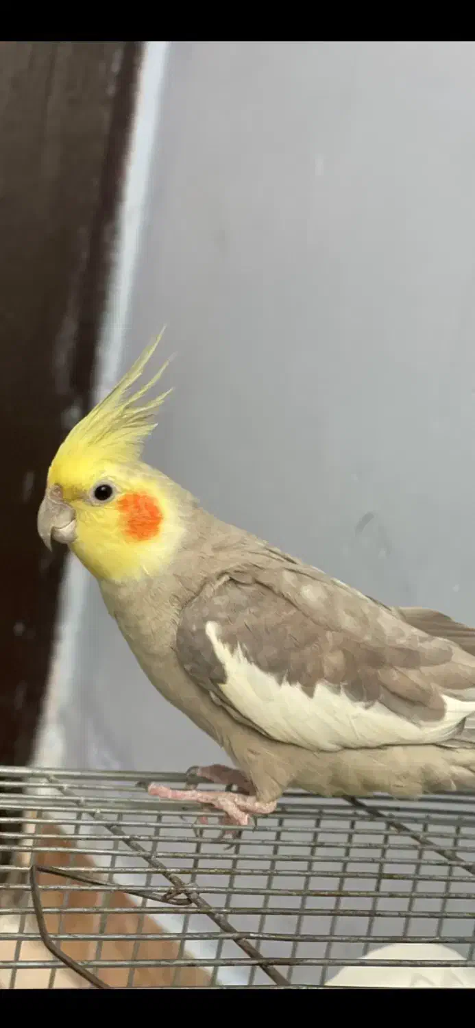 پرنده گمشده|حیوانات|رشت, حمیدیان|دیوار