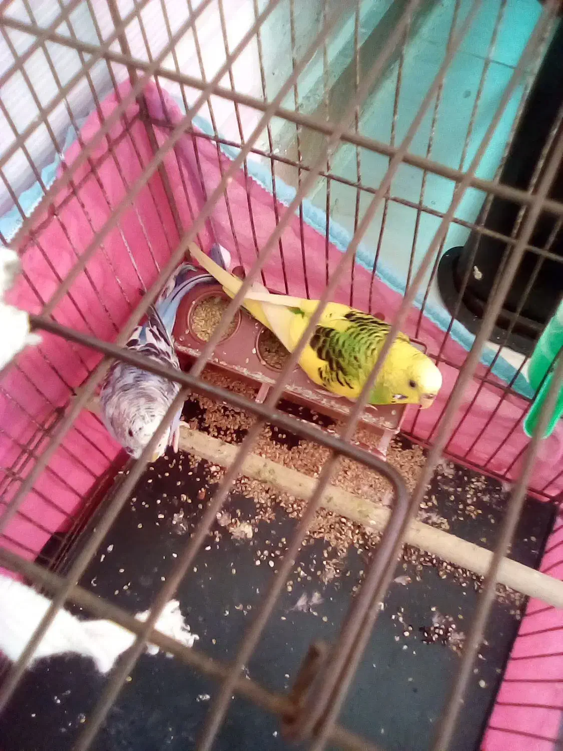 مرغ عشق باقفس ولوازم|پرنده|لاهیجان, بازکیاگوراب|دیوار