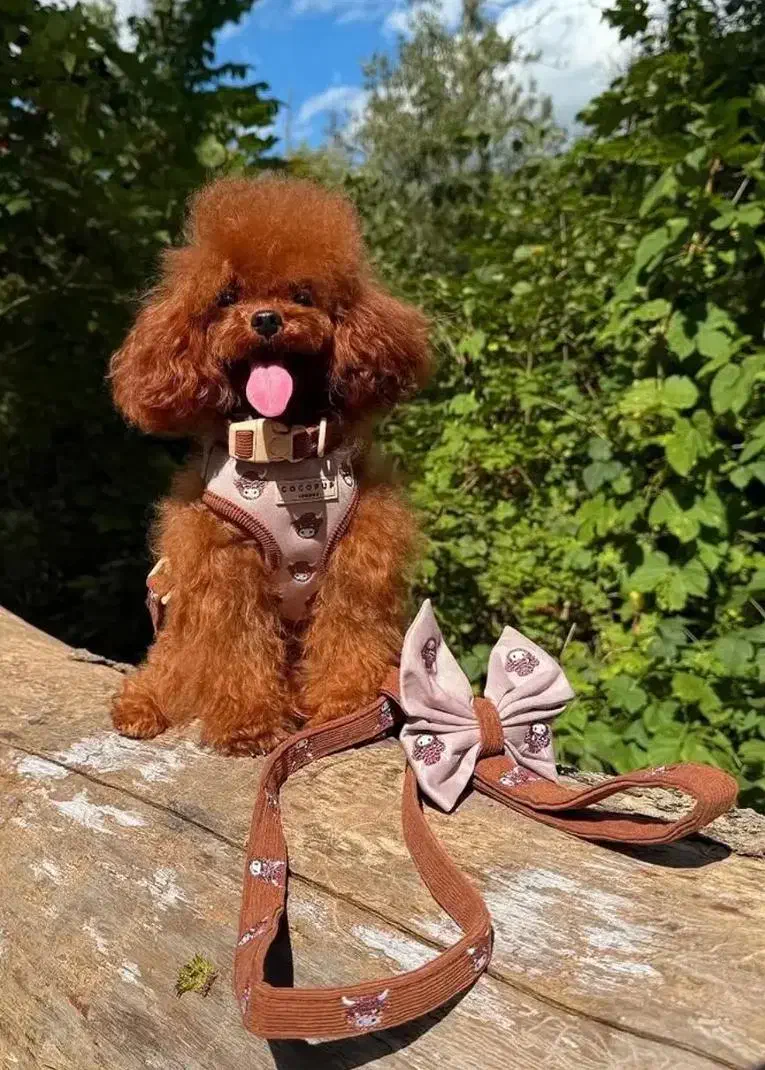 سگ پودل قهوه ی اورجینال|سگ|تهران, آسمان|دیوار