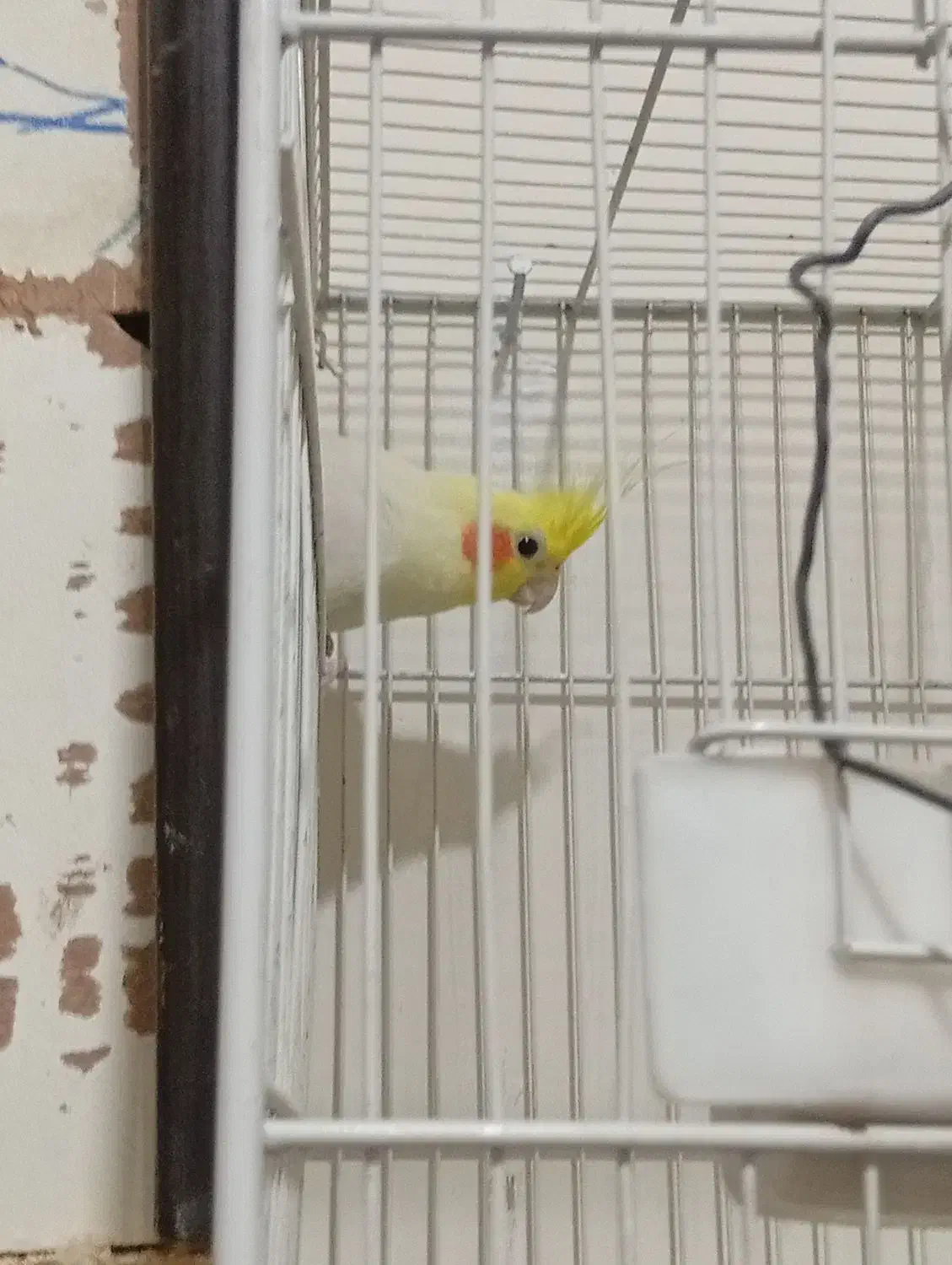 عروس هلندی نر|پرنده|زاهدان, |دیوار