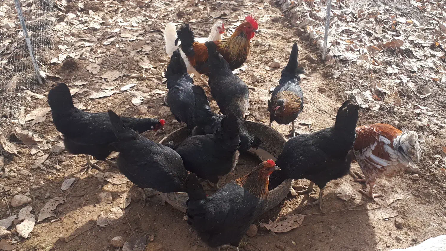 تخم مرغ نطفه دار|حیوانات مزرعه|تویسرکان, |دیوار