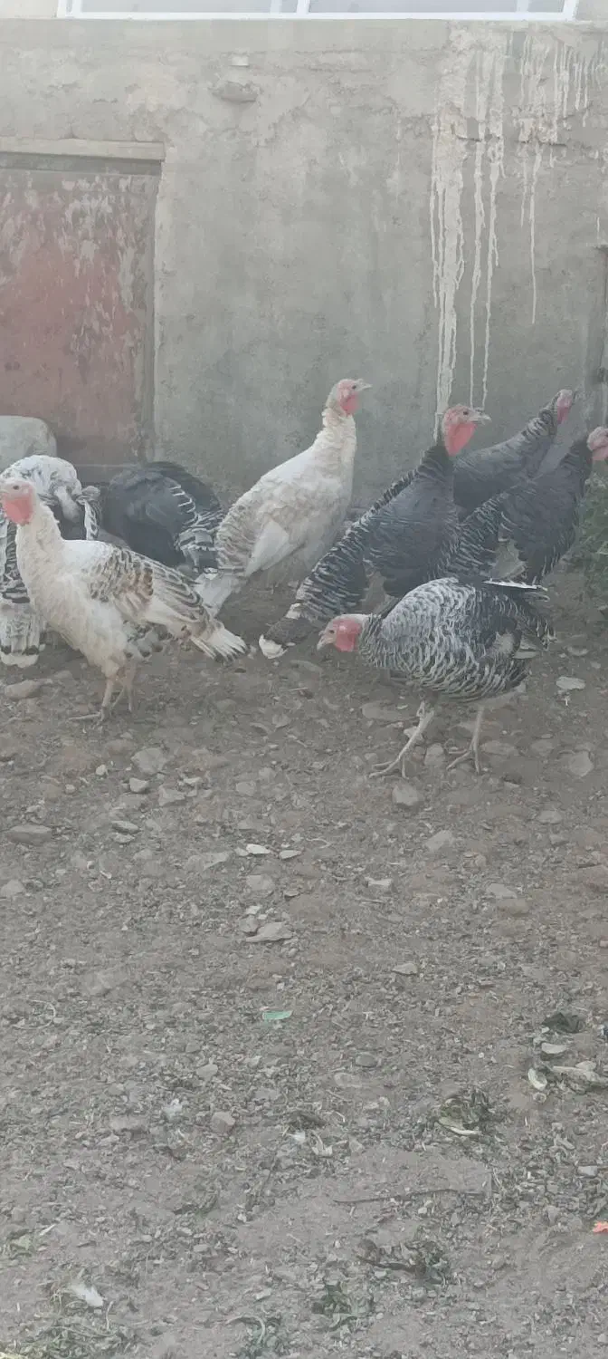 بوقلمون محلی|حیوانات مزرعه|بروجرد, |دیوار