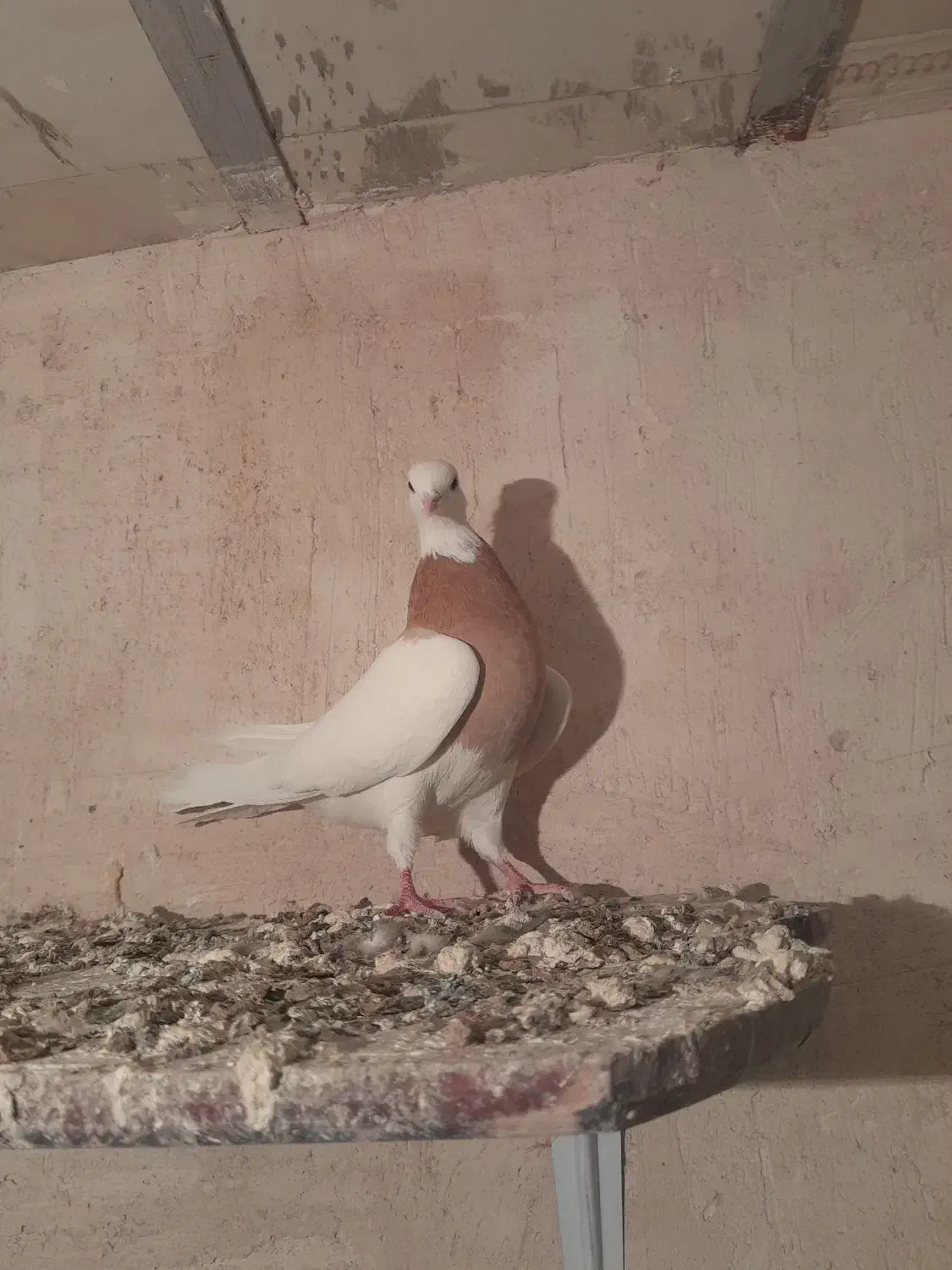 کبوتر طوقی|پرنده|شهرضا, |دیوار