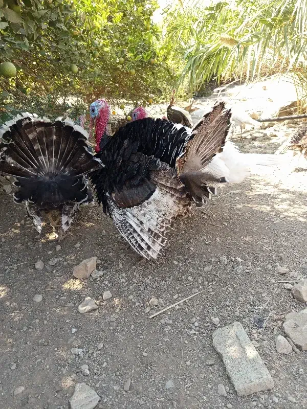 فروشی بوقلمون|حیوانات مزرعه|دهدشت, |دیوار