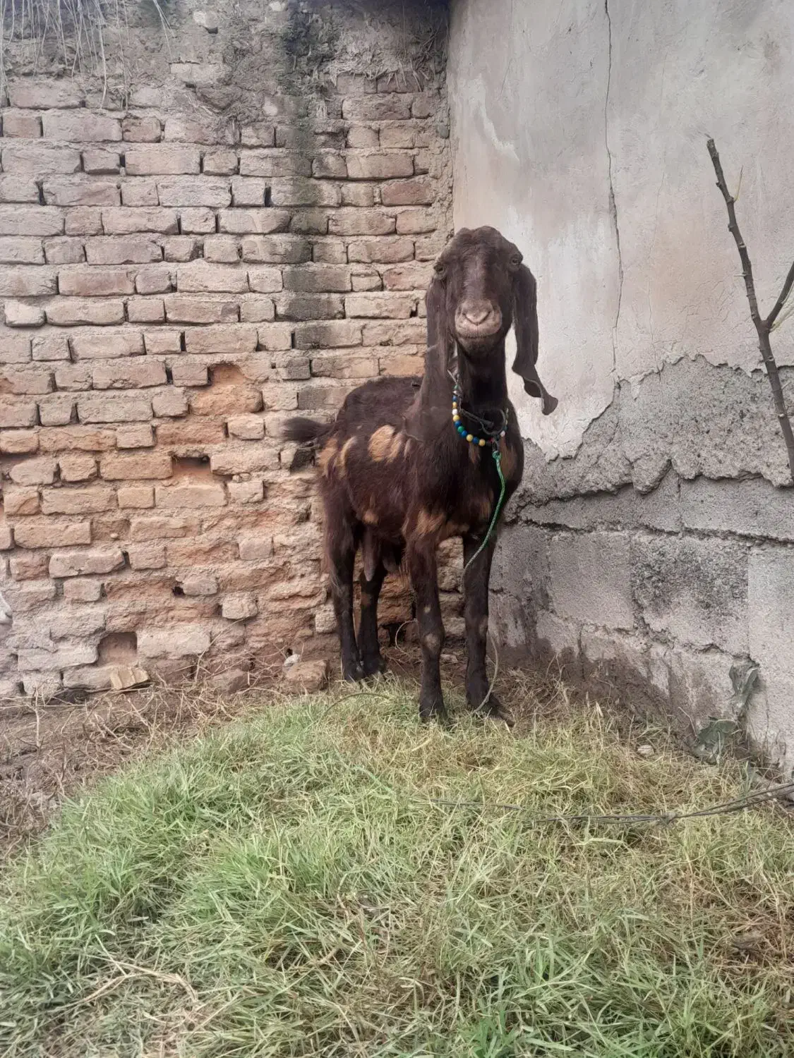 معاوضه با نربره نربز گوساله|حیوانات مزرعه|سرخنکلاته, |دیوار