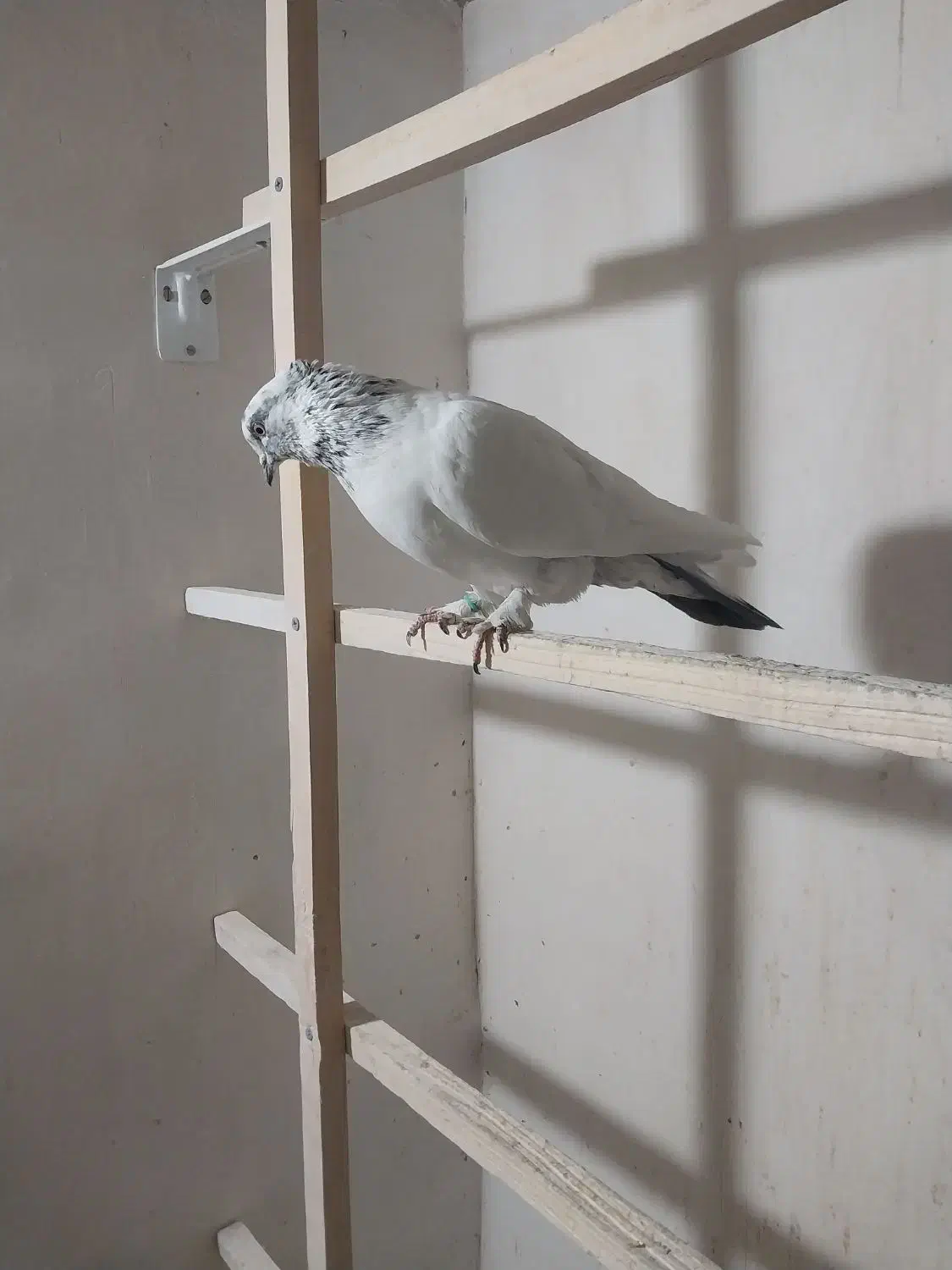 کبوتر|پرنده|قم, شهر قائم|دیوار