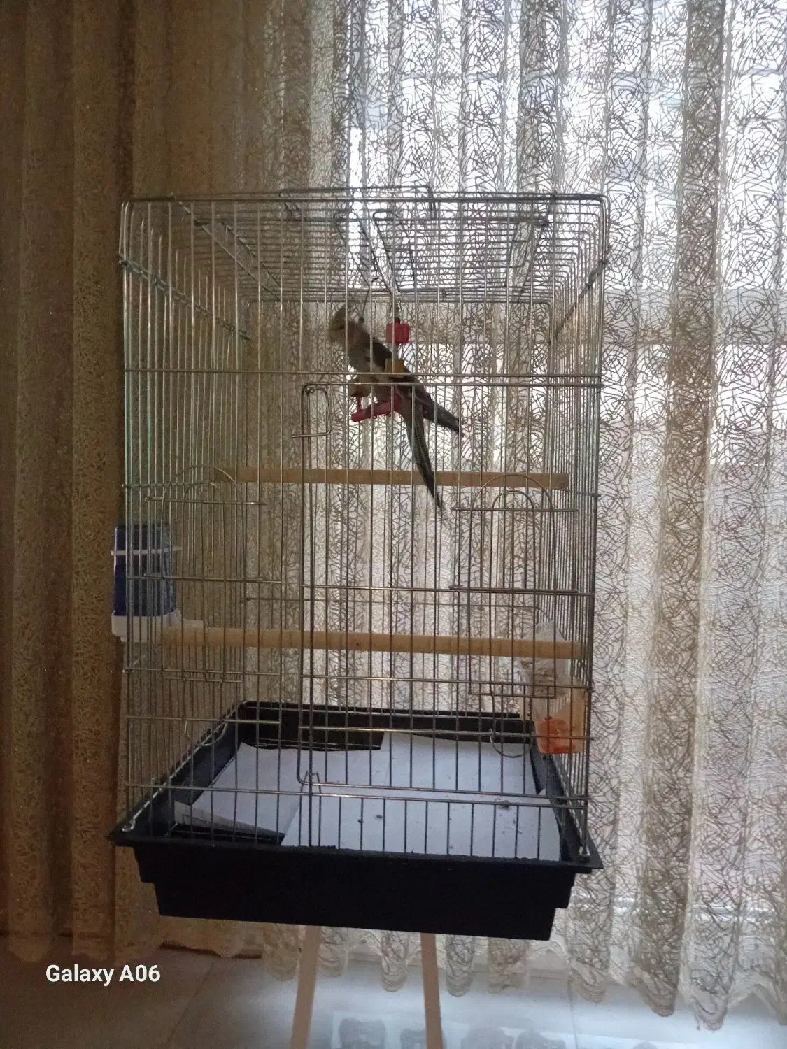 عروس هلندی خاکستری گمشده|پرنده|هشتگرد, شهرک آپادانا|دیوار