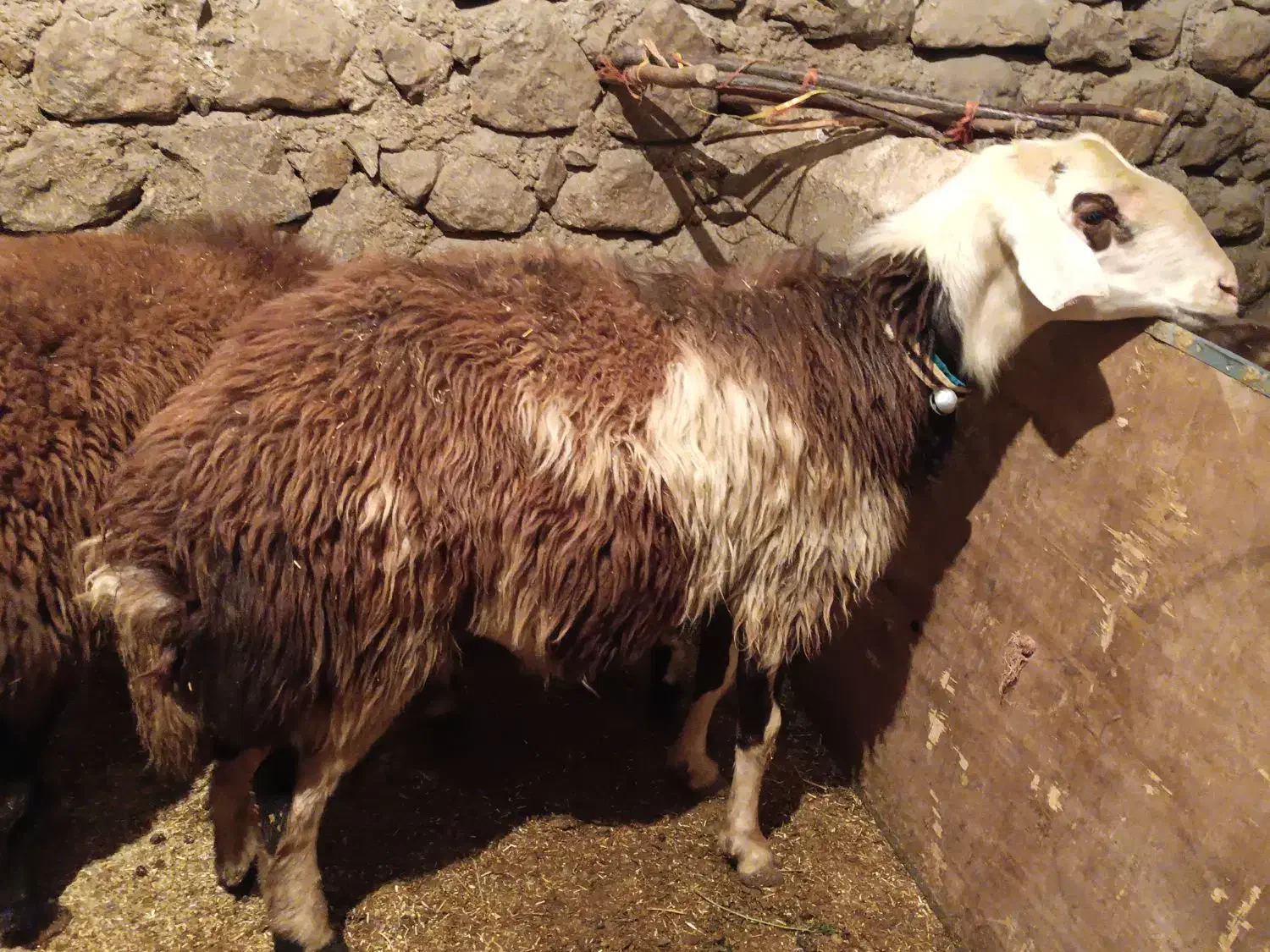 قوچ پلنگی|حیوانات مزرعه|صحنه, |دیوار