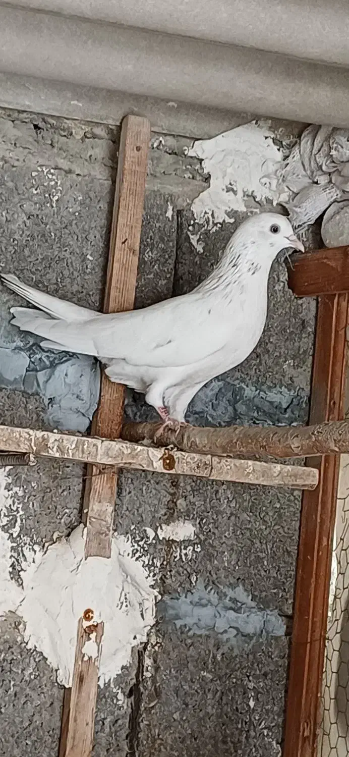 ۳ تا کبوتر فروشی|پرنده|جویبار, |دیوار