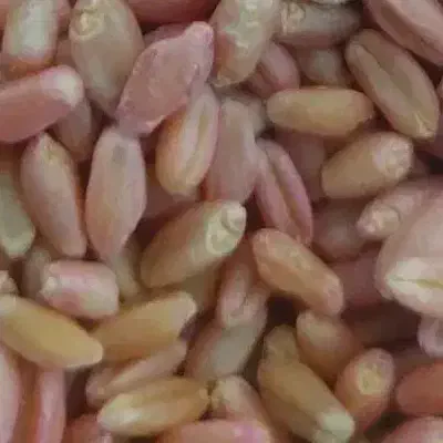 چمران ۲ گندم|عمده‌فروشی|باوی, |دیوار