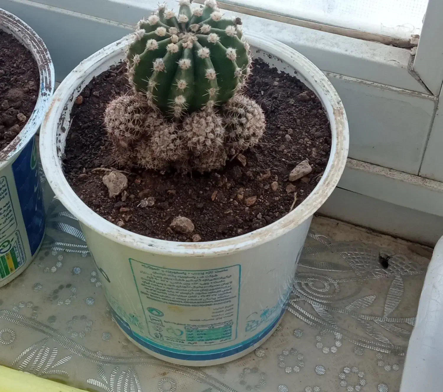 گل کاکتوس|گل و گیاه طبیعی|گرمخان, |دیوار