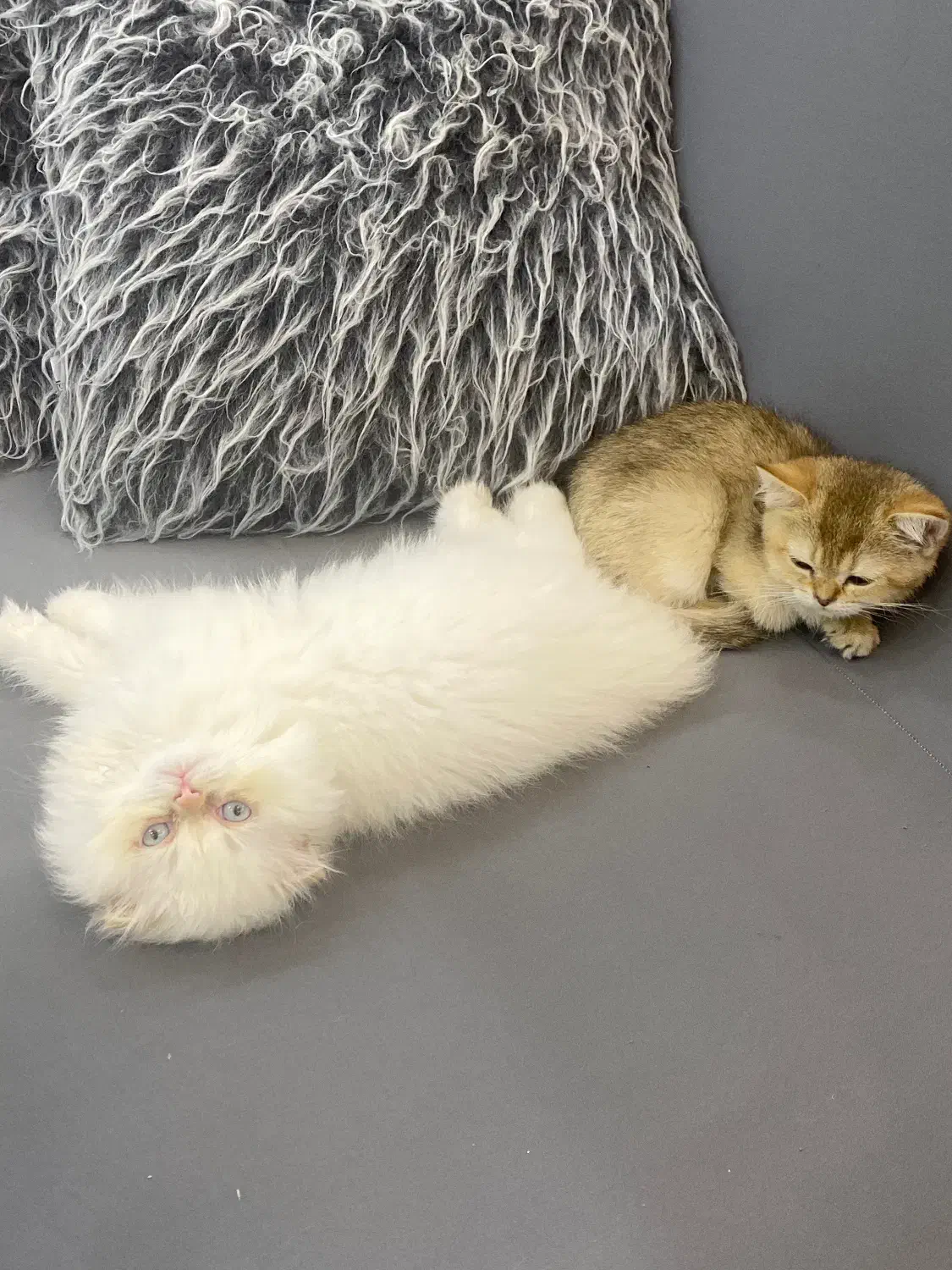 اسکاتیش لانگ و بریتیش گلد قیمت مناسب|گربه|بوشهر, |دیوار