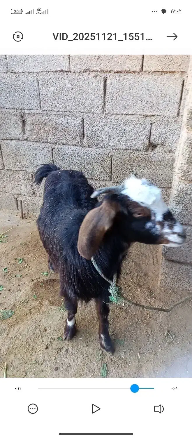 بز یا بزغاله ماده چاق بره.میش.گوسفند.گاو|حیوانات مزرعه|کرخه, |دیوار