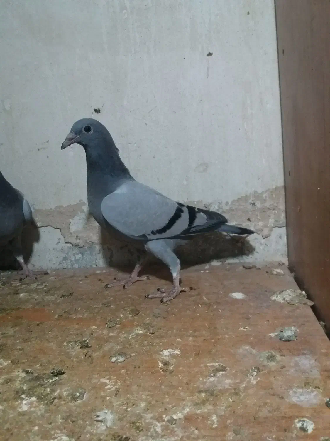 جوجه سبز پلاکی مسافتی|پرنده|مشهد, کارمندان دوم|دیوار