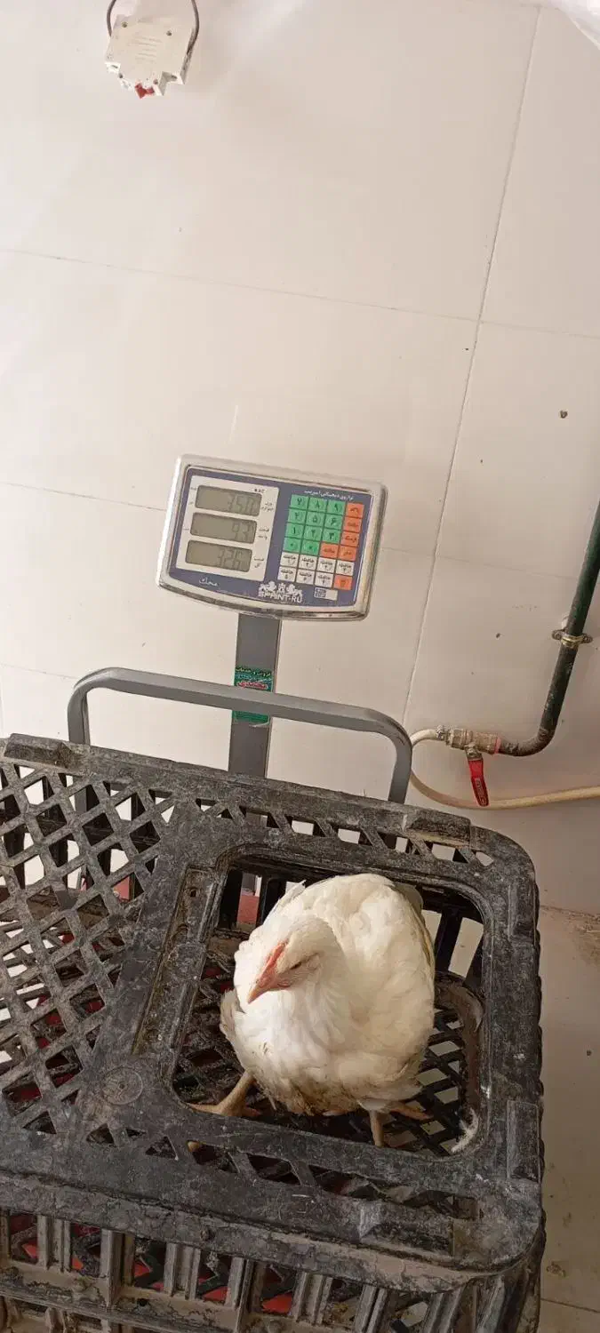 وسایل مرغ زنده فروشی|فروشگاه و مغازه|کوهدشت, |دیوار