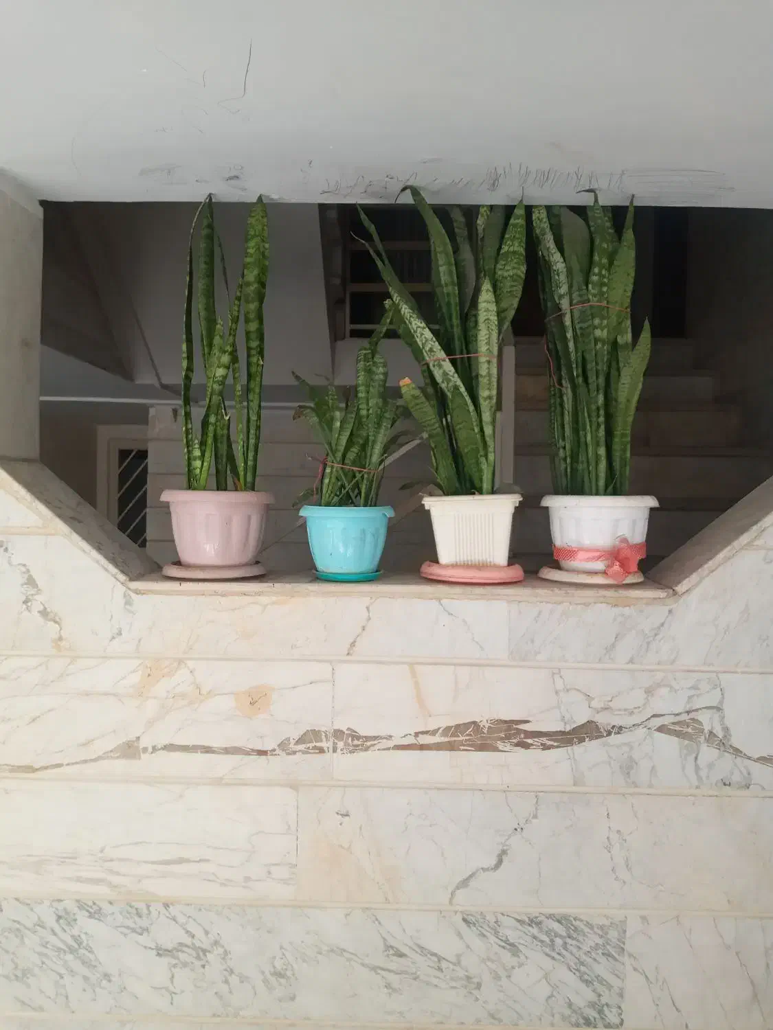 گل با گلدان|گل و گیاه طبیعی|قزوین, |دیوار