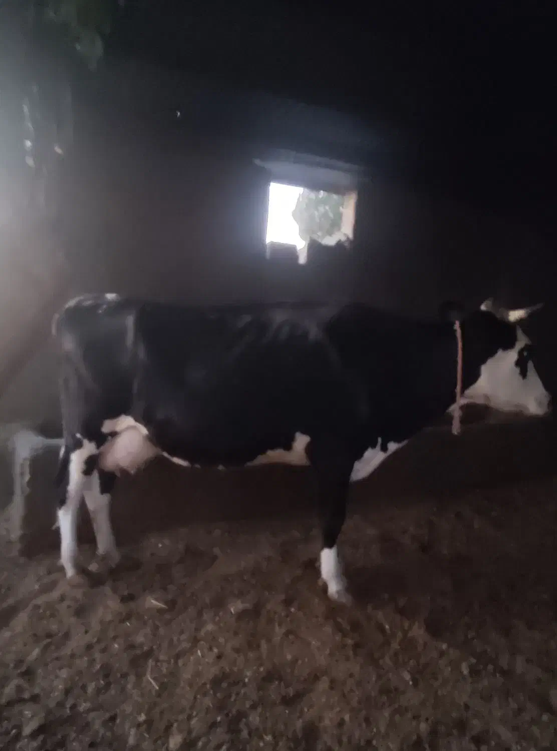 گاو|حیوانات مزرعه|چگنی, |دیوار