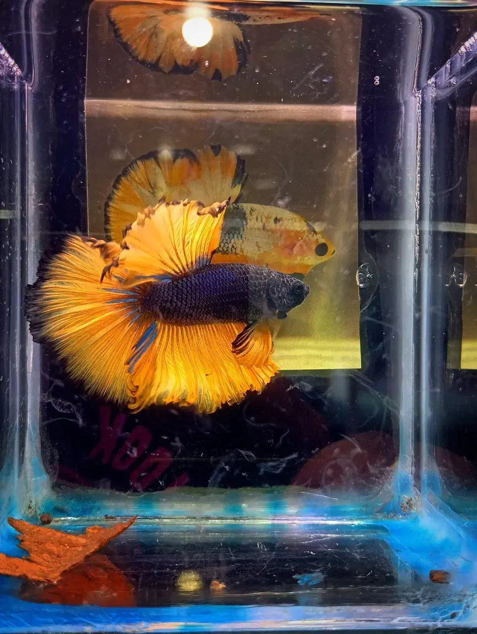 ۳عدد فایتر جاینتAAوارداتی|ماهی|تهران, عباسی|دیوار