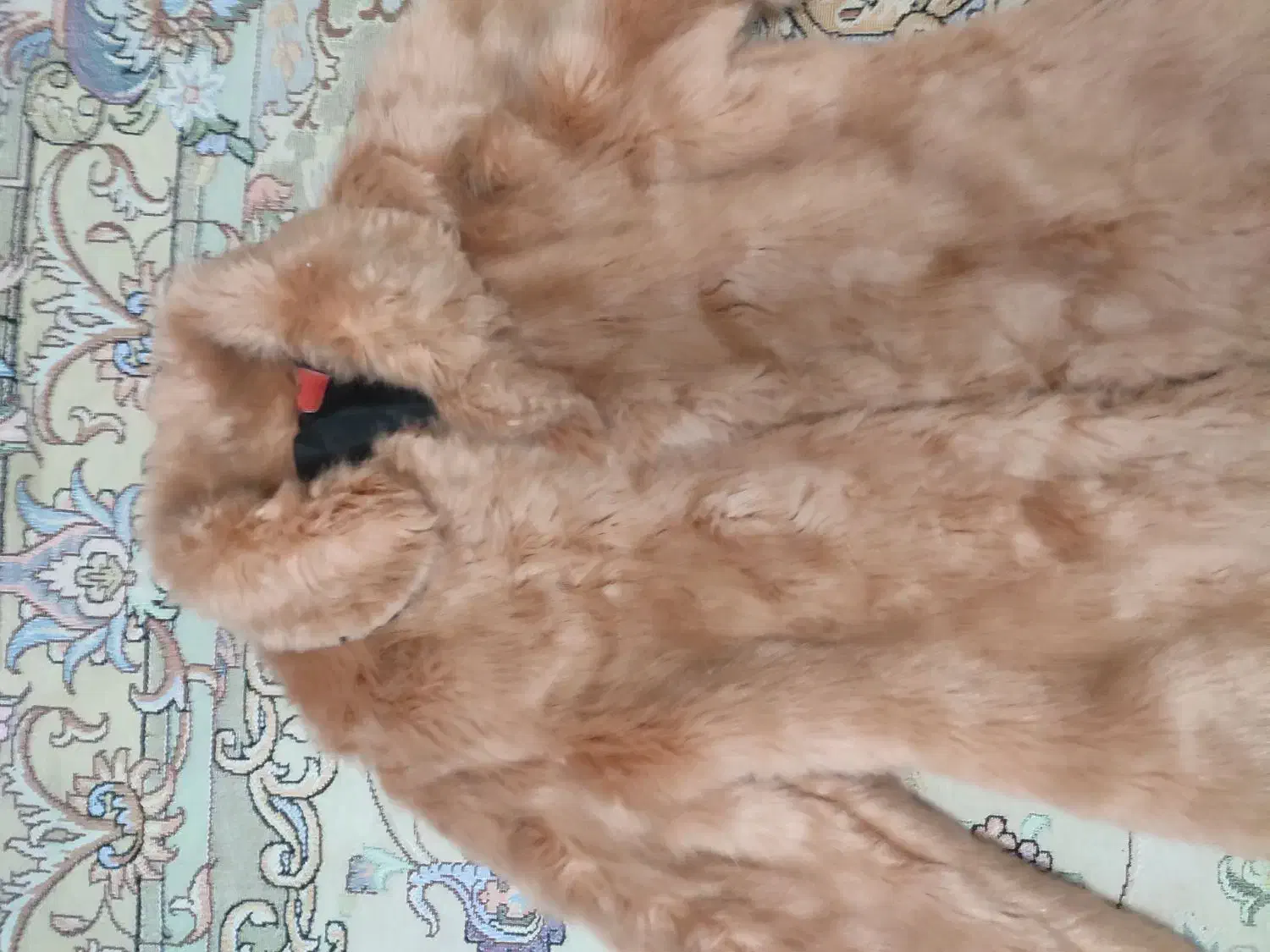 کت خزدار|لباس|تهران, هفت چنار|دیوار