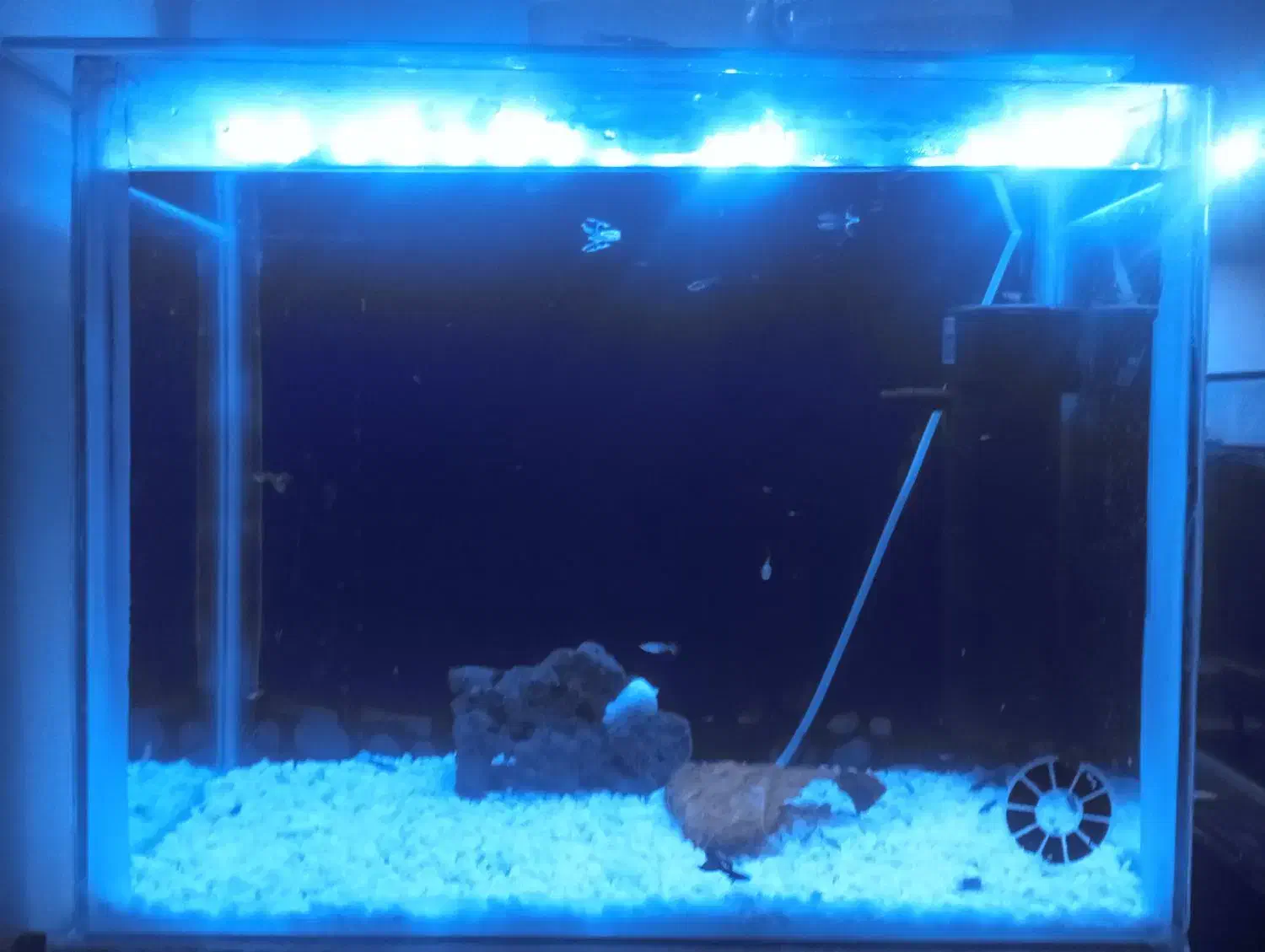 آکواریوم همراه با گوپی|ماهی|سهند, |دیوار