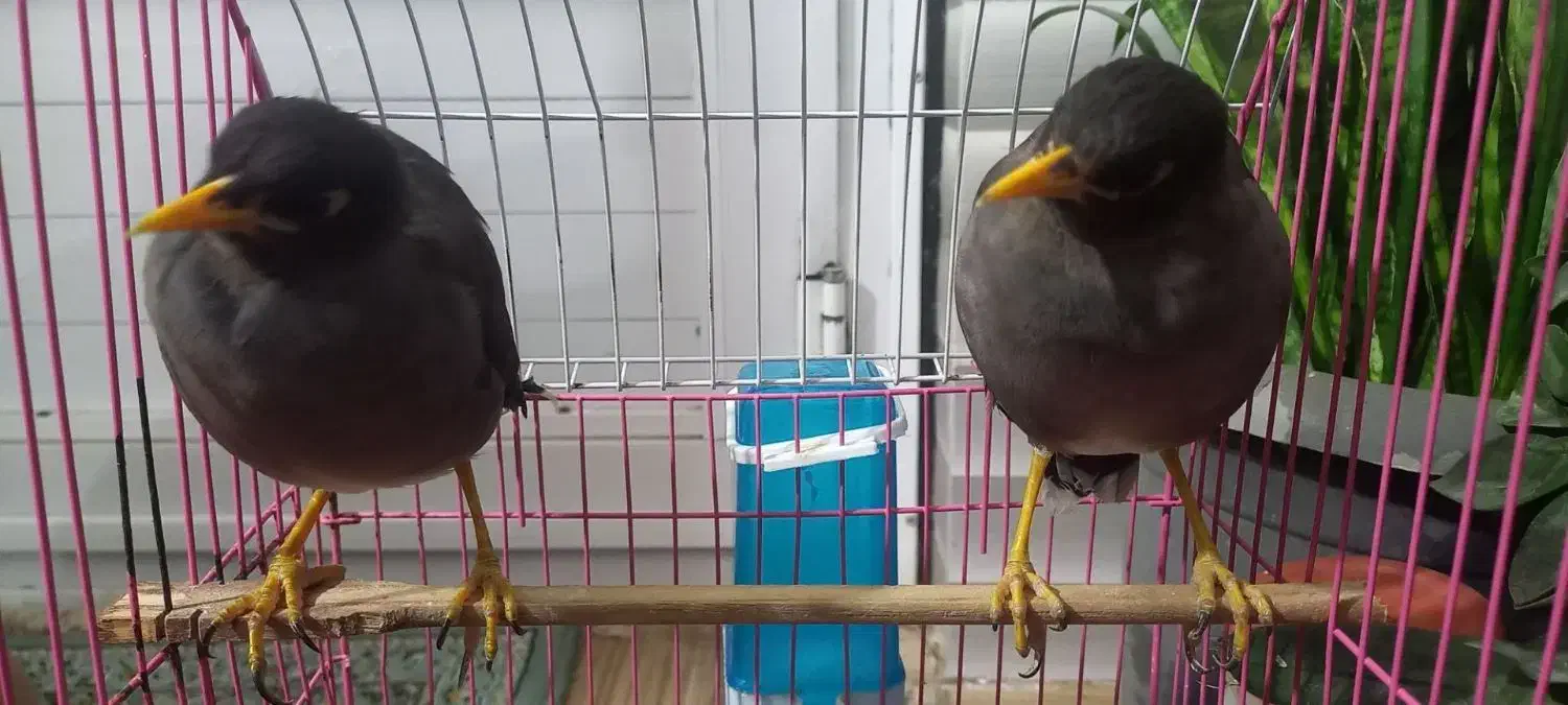 فروش ۲عددمرغ مینا با لوازم|پرنده|کلاله, |دیوار