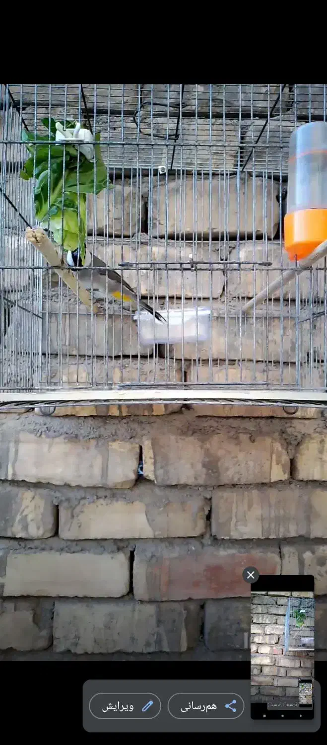 سهره نر بخون.فنچ|پرنده|قم, شهرک فاطمیه|دیوار
