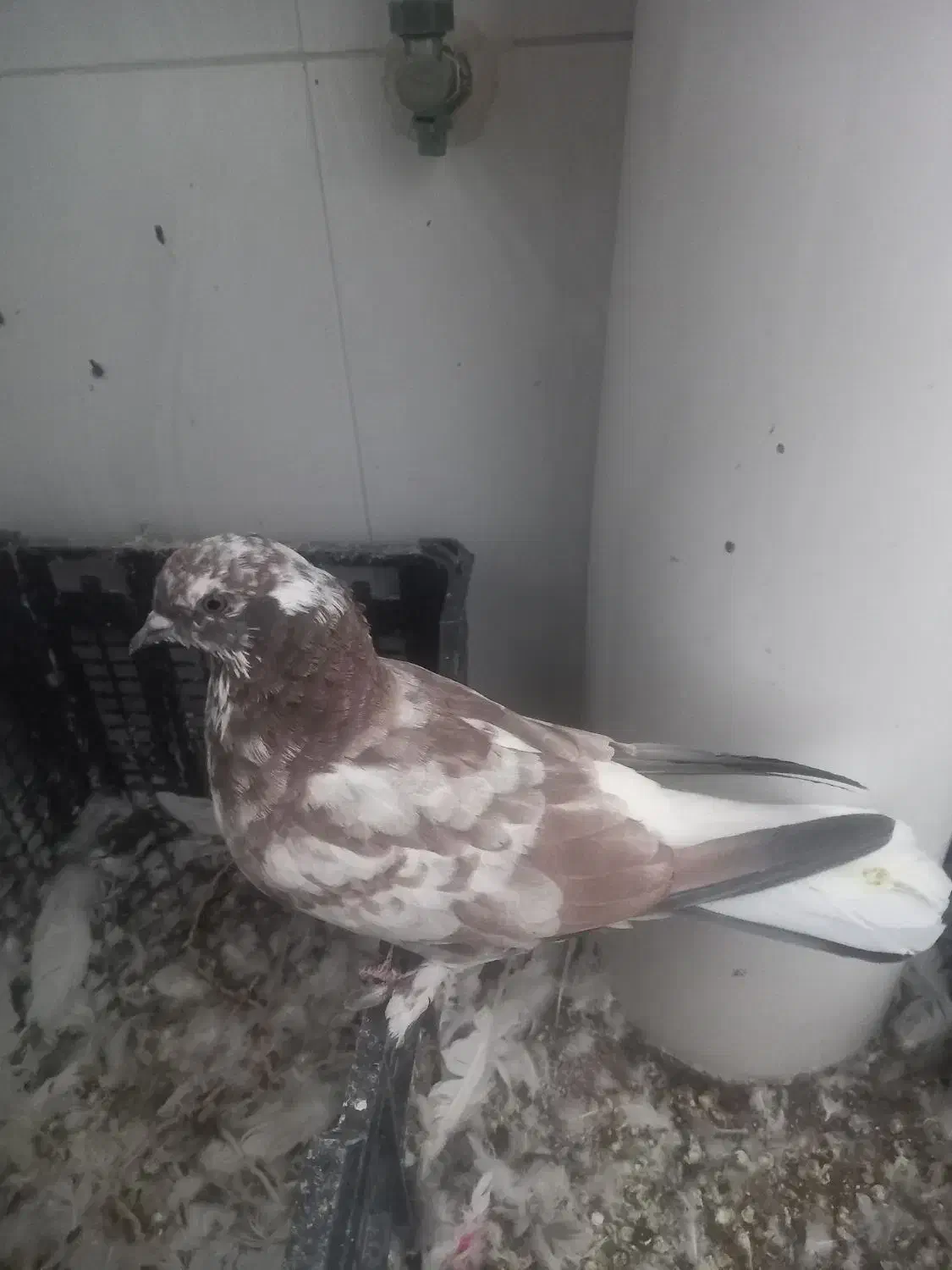 کبوتر|پرنده|مهدی شهر, |دیوار