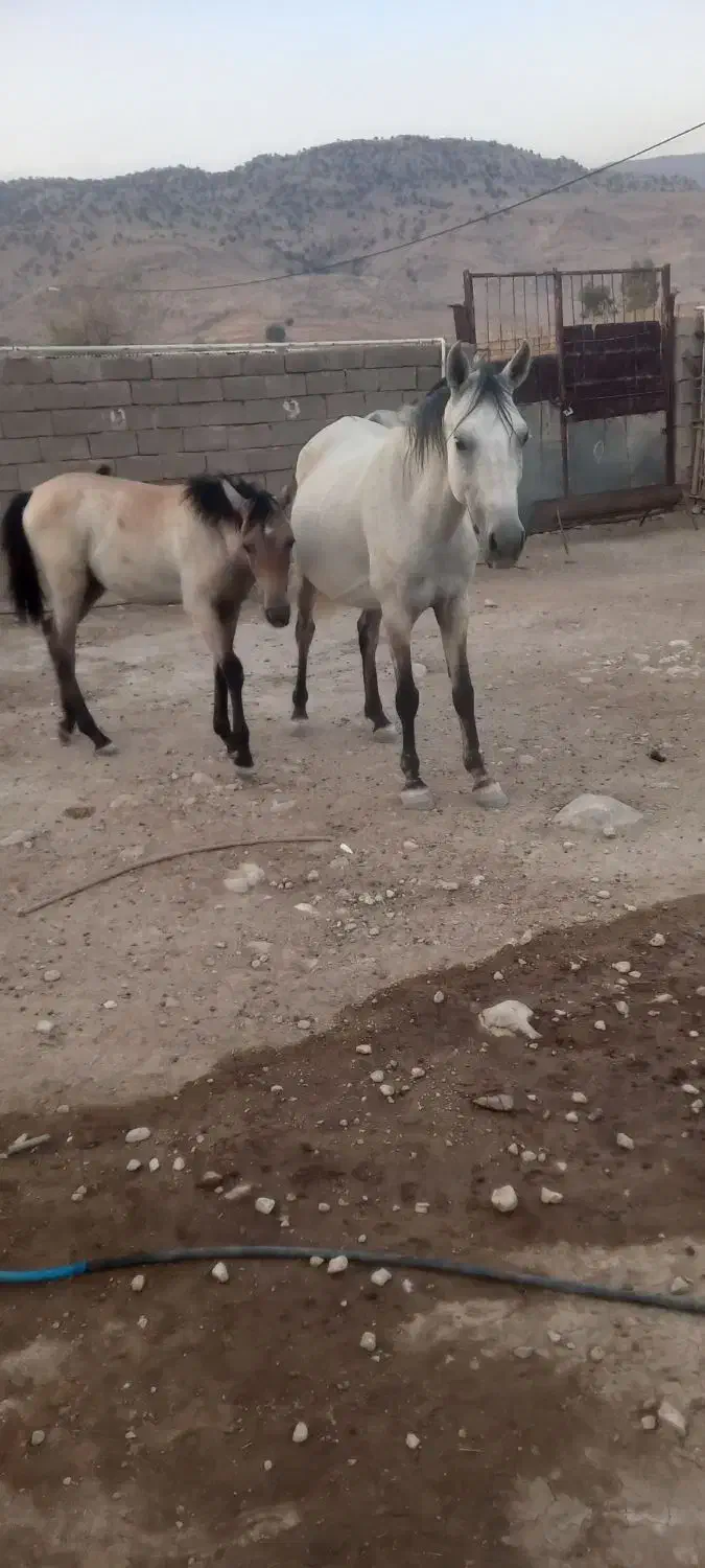 مادیون باکوره یک نریون|اسب و تجهیزات اسب‌سواری|اندیمشک, |دیوار