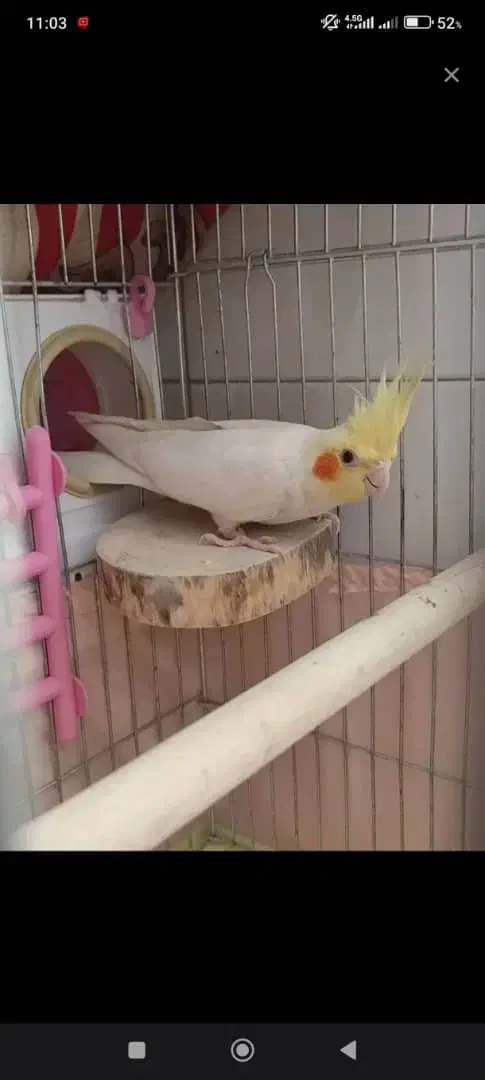 جفت عروس هلندی لوتینو معاوضه با دوچرخه|پرنده|پاکدشت, پاکدشت (مامازند)|دیوار