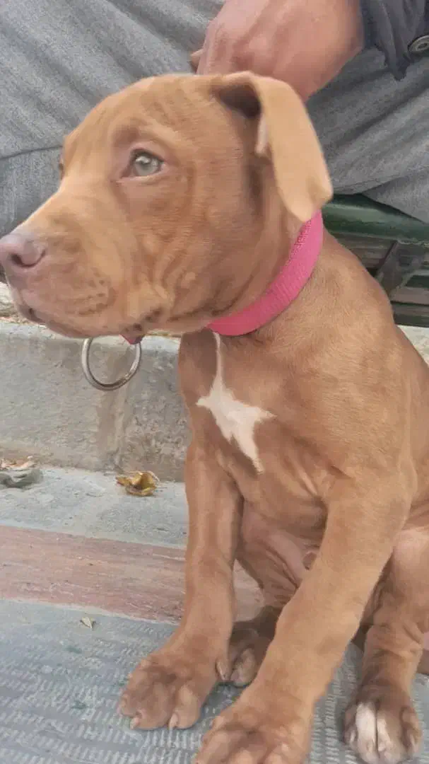 توله سگ پیت بول|سگ|تهران, دربند|دیوار