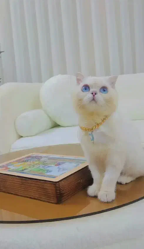 گربه|گربه|قروه, |دیوار