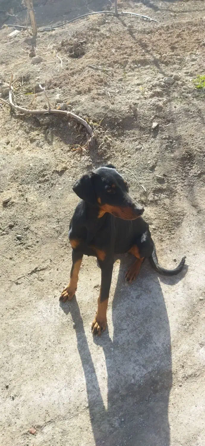 سگ نگهبان|سگ|طاغنکوه, |دیوار