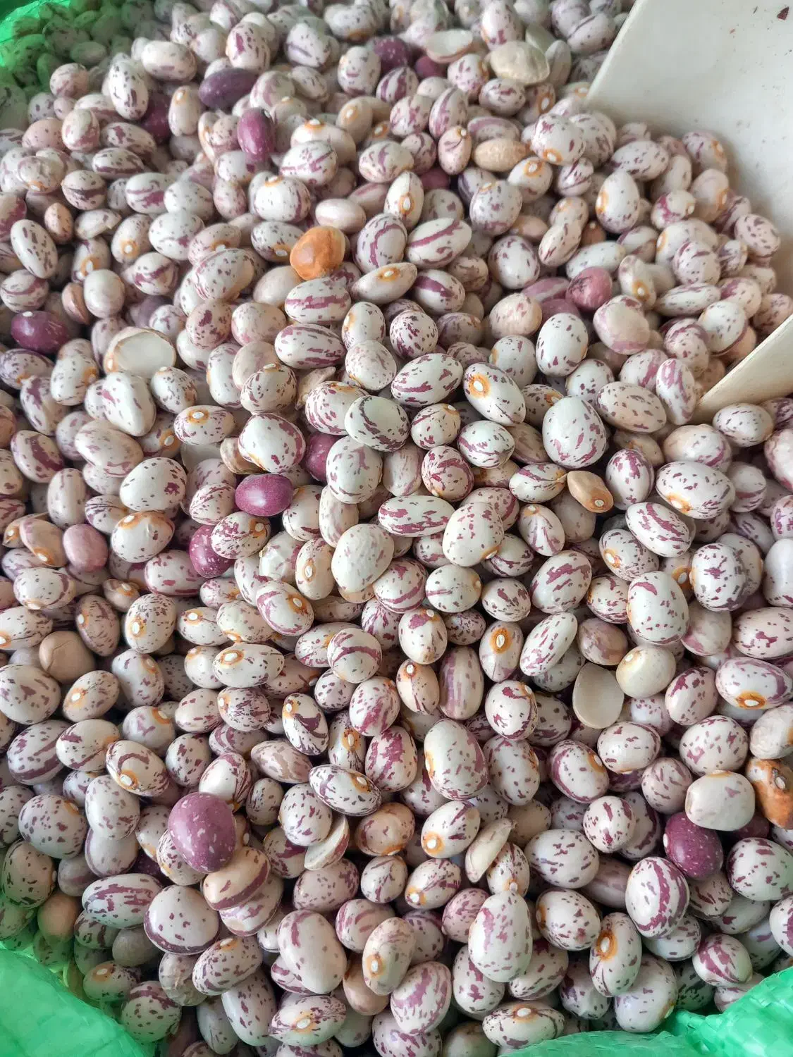 لوبیا چیتی|خوردنی و آشامیدنی|رشت, پسیخان|دیوار