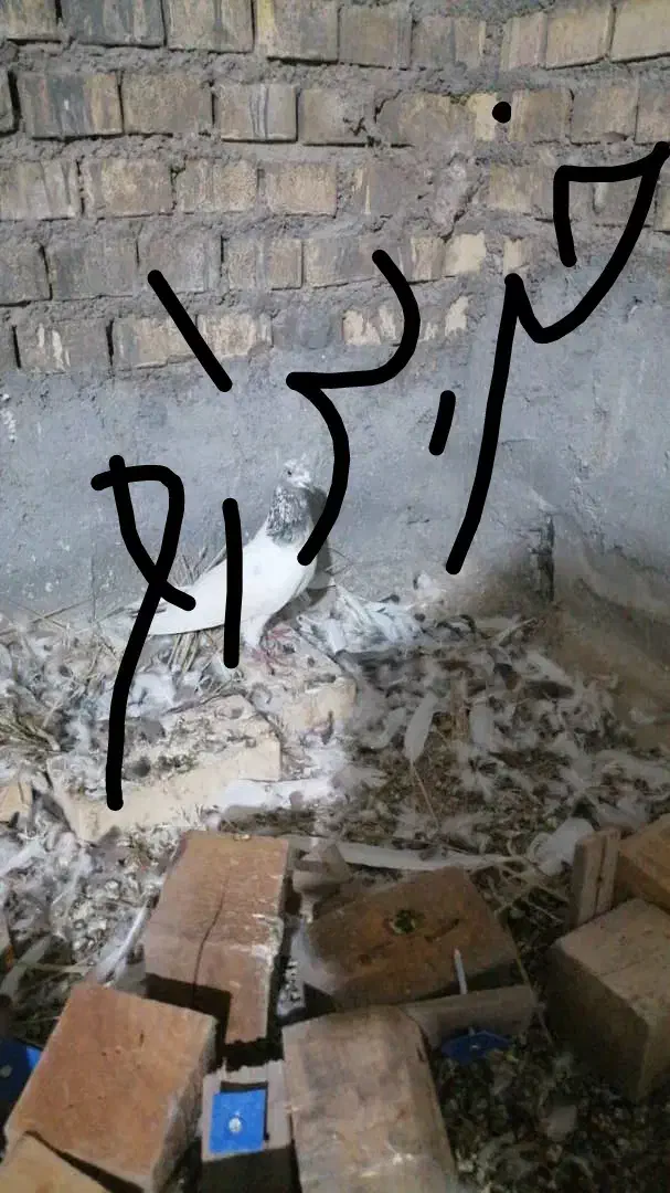 کبوتر پرنده|پرنده|شادگان, |دیوار