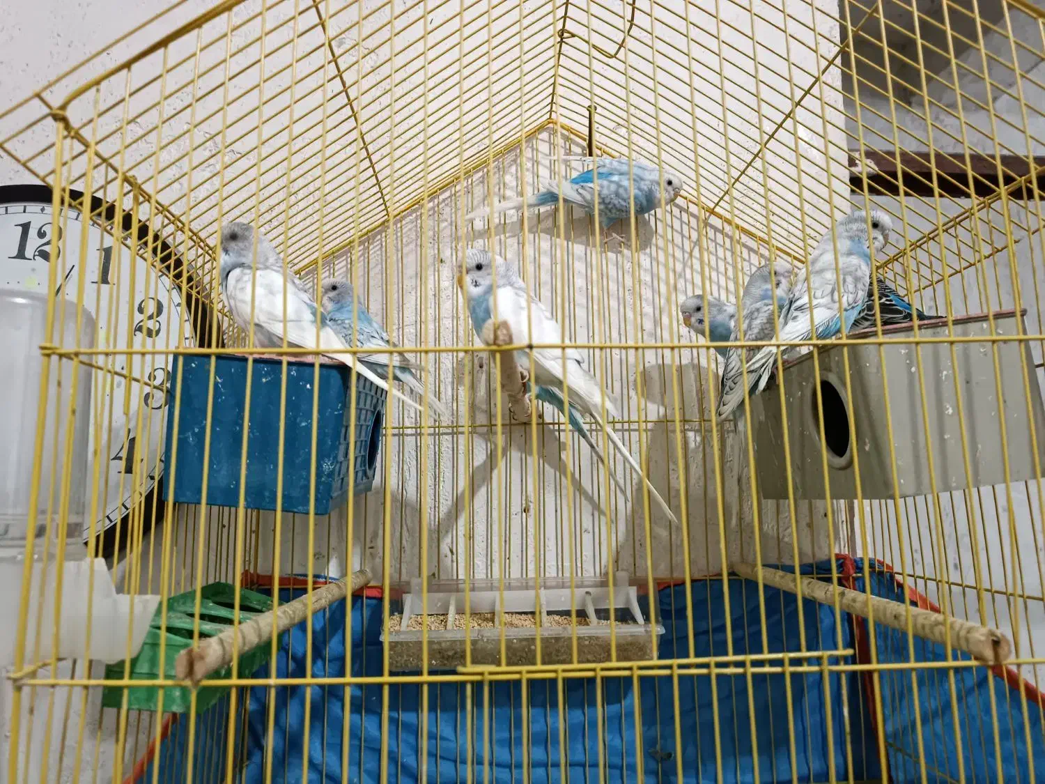 فروش انواع مرغ عشق|پرنده|بندر کنگان, |دیوار