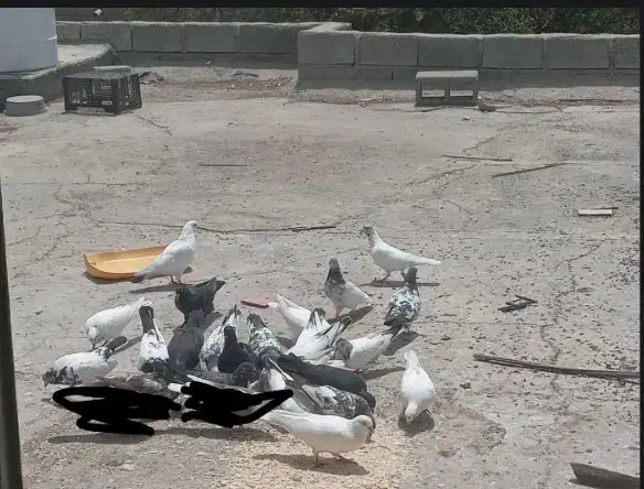 کفتر حکمی|پرنده|میناب, |دیوار