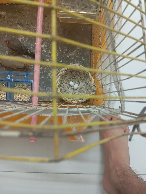 یک جفت فنچ بدون لوازم|پرنده|مشهد, حضرت حجت|دیوار