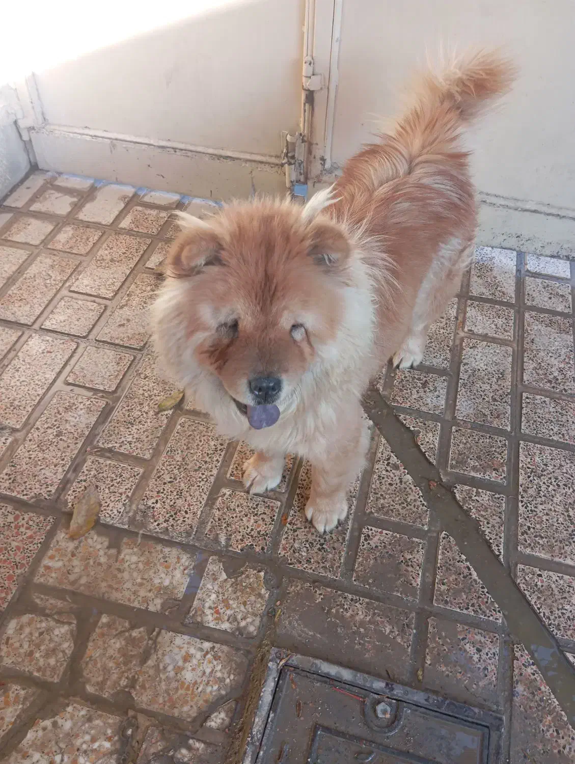 سگ فروشی قیمت 15ساعت پنج ونیم به بعد در خدمتم|سگ|شهریار, شهریار|دیوار