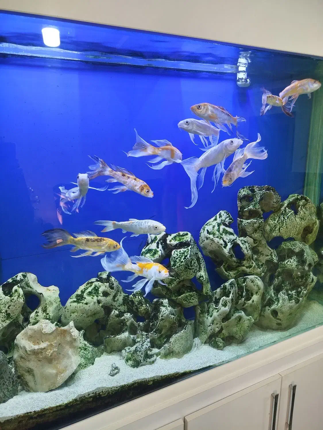 ماهی کوی|ماهی|شاهین‌شهر, خانه کارگر|دیوار