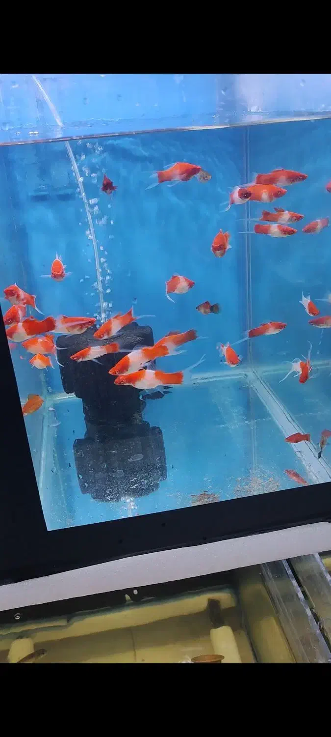 گالری آکواریوم مومنی سوارتیل کوی|ماهی|نیشابور, امام|دیوار