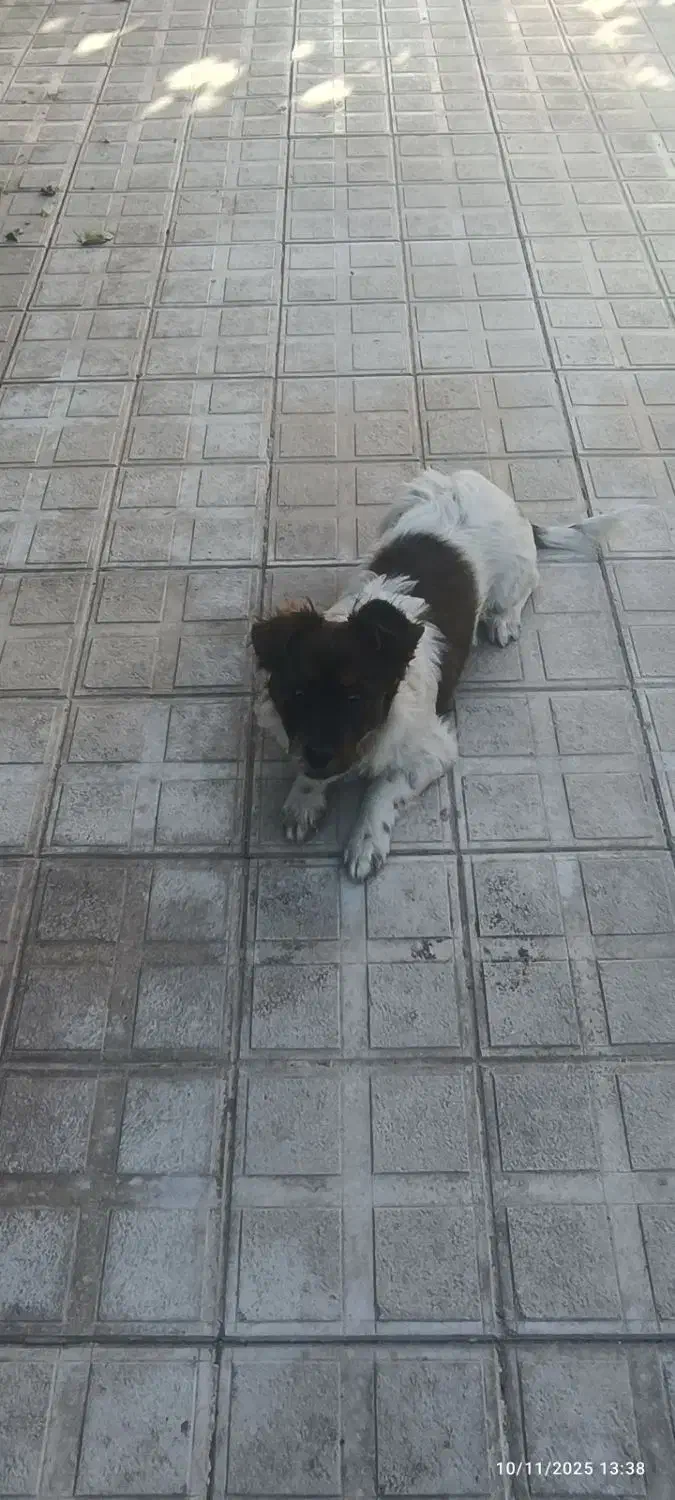 سگ پاکوتاه سیاه سفید نر|سگ|شیروان (خراسان), |دیوار