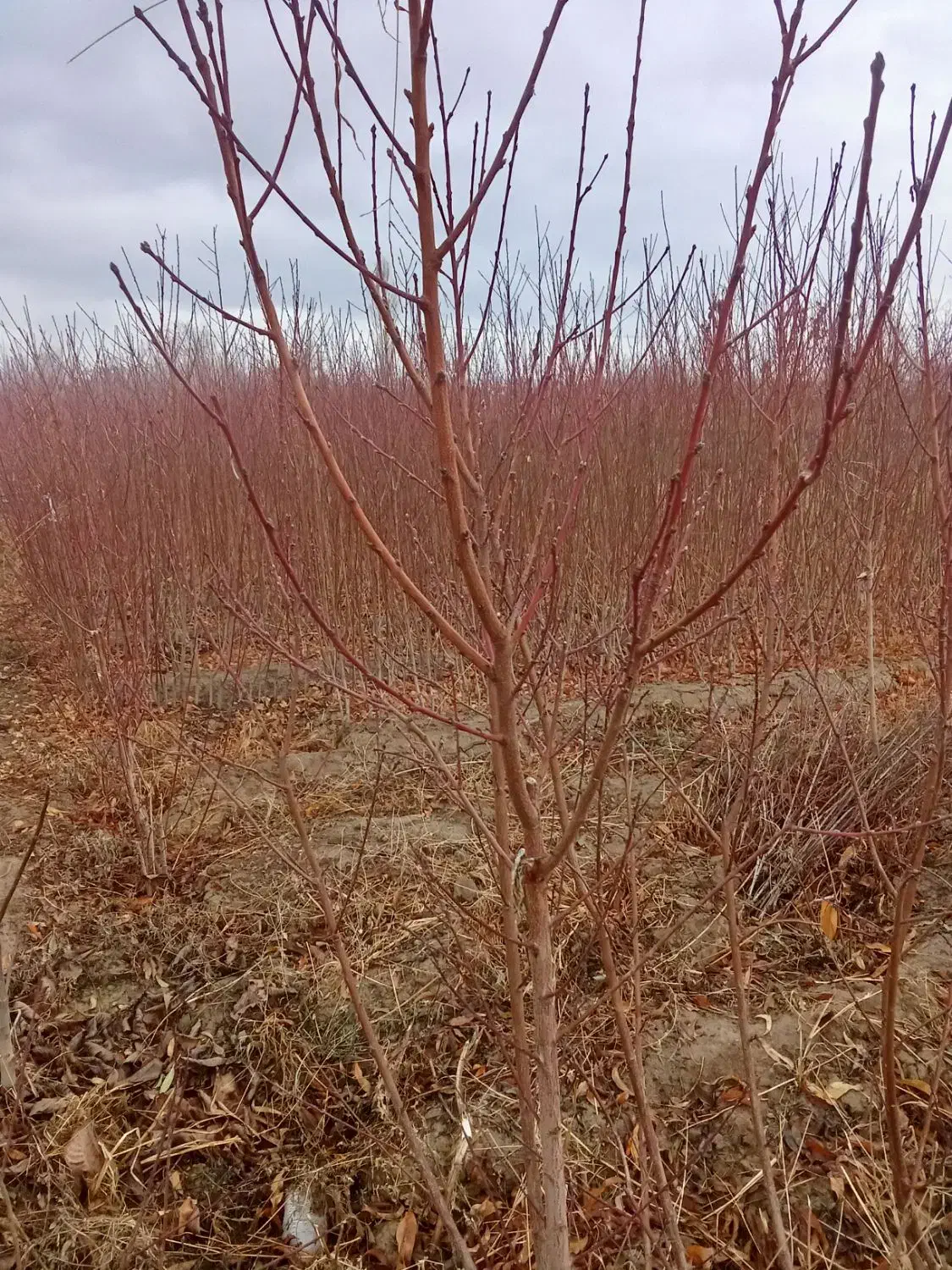 هلو3ساله نهال ازهمه رقم عمده|گل و گیاه طبیعی|آذرشهر, |دیوار