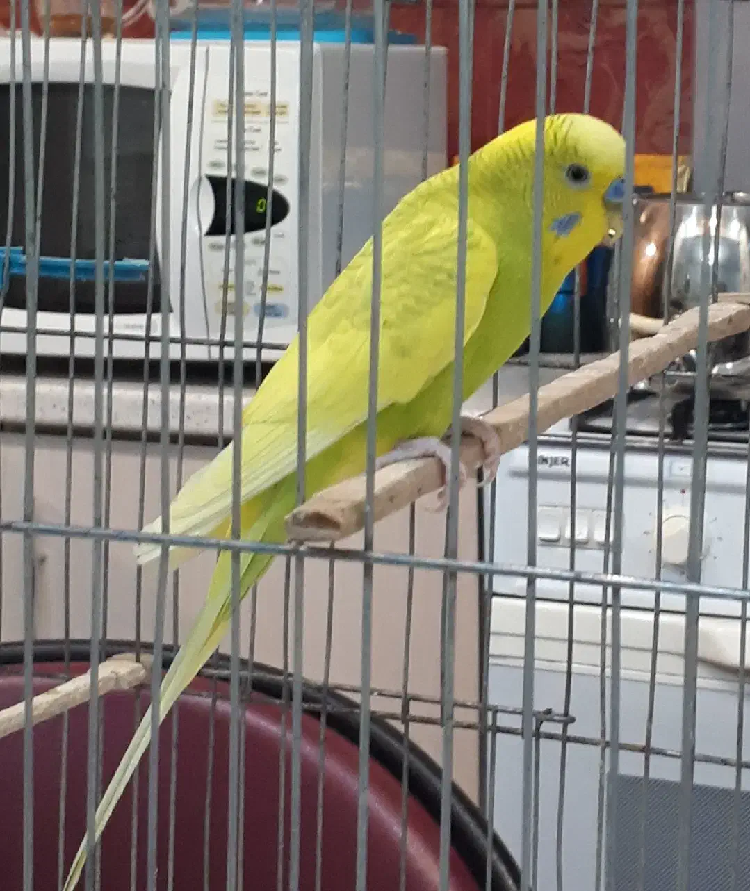 طوطی زیبا و مرغ عشق زیبا|پرنده|تهران, قلهک|دیوار