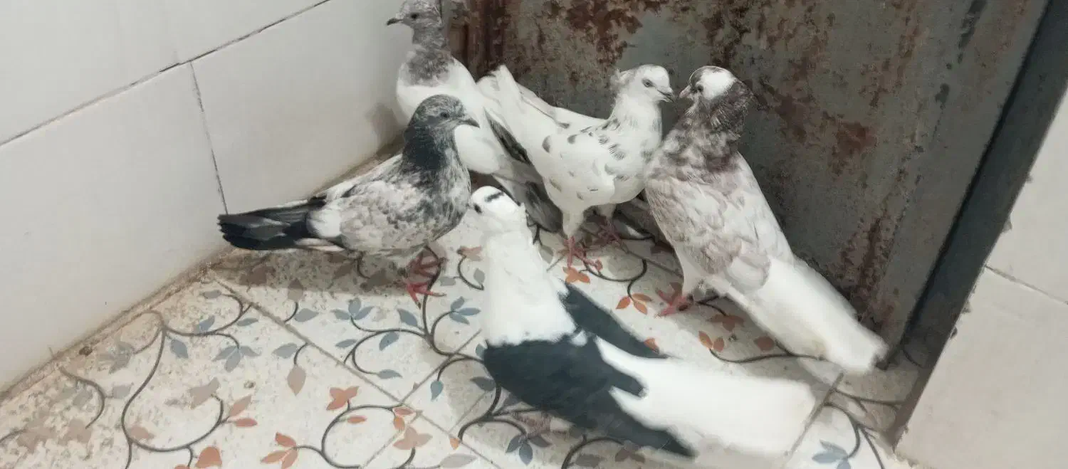 پرشی|پرنده|جیرفت, |دیوار