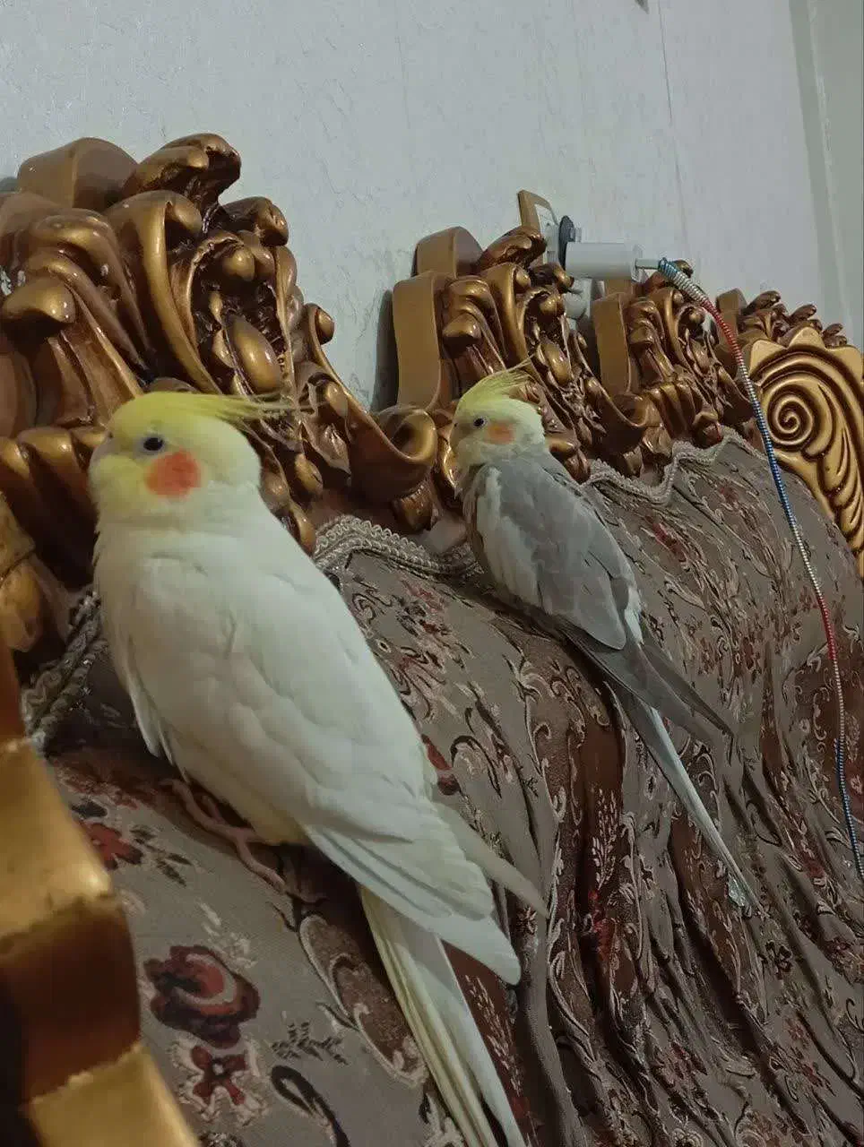 عروس هلندی زرد رنگ گمشده|حیوانات|کرج, حصارک پایین|دیوار