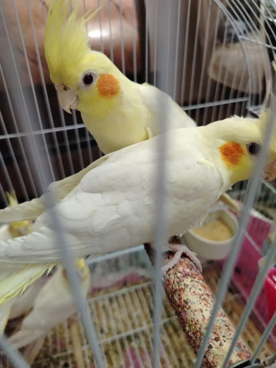 عروس لوتینوهلندی مولد4تا|پرنده|تبریز, |دیوار