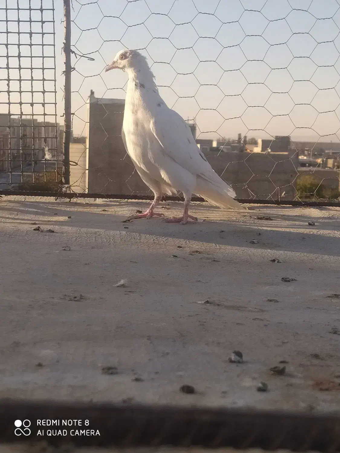 سه عدد کبوتر گرفتنی نر|پرنده|اقبالیه, |دیوار