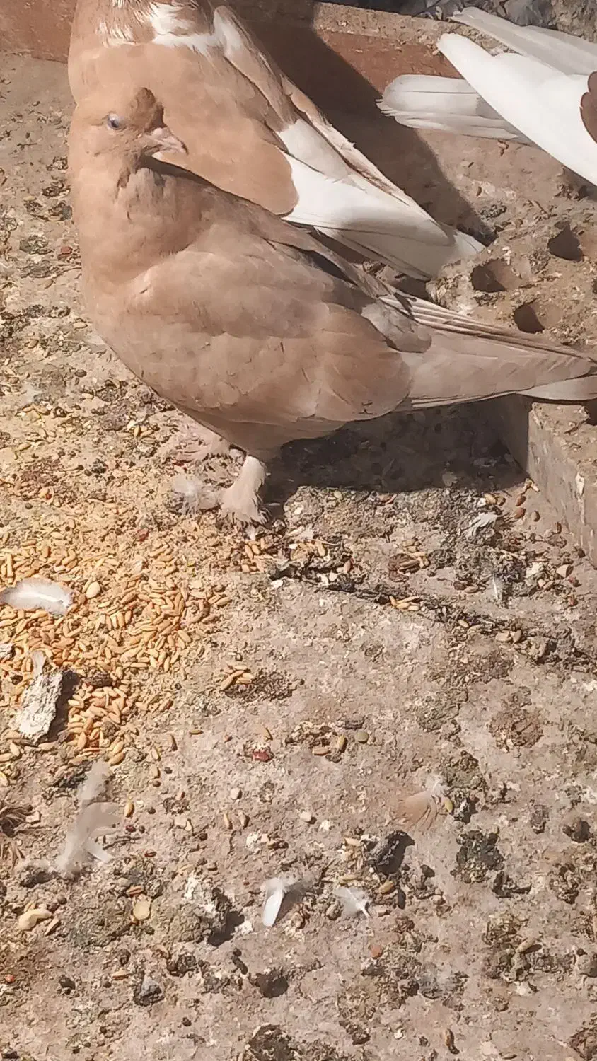 کبوتر سسلی|پرنده|سیلوانه, |دیوار