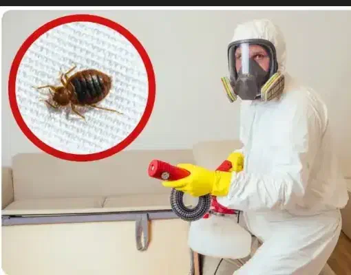 سمپاشی ساس سوسک تهران و پاکدشت|خدمات نظافت|پاکدشت, پاکدشت (مامازند)|دیوار