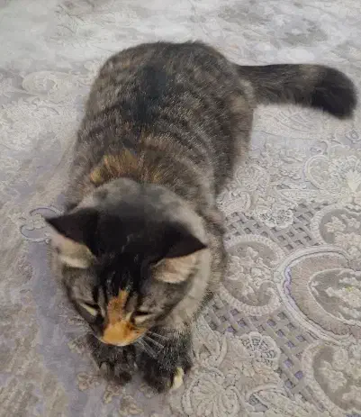 گربه واگذاری|گربه|شهریار, شهریار|دیوار